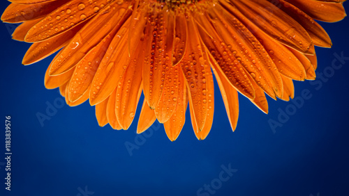 A vibrant close-up of a yellow gerbera daisy adorned with sparkling water droplets on a striking blue background. Perfect for nature, beauty, and contemporary design themes. photo