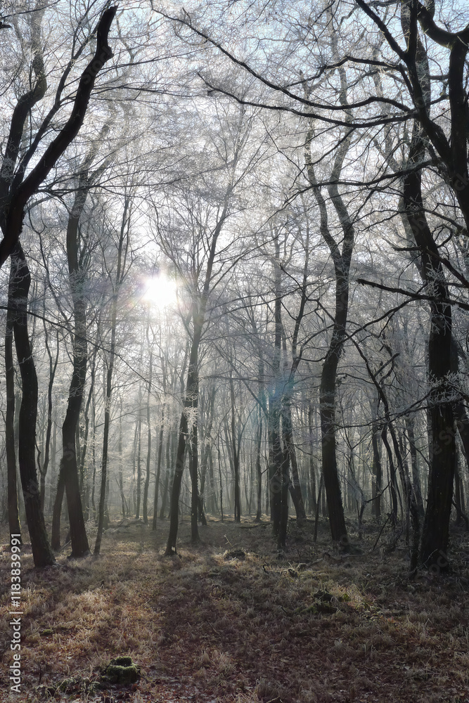 Crystalline silence blankets the forest, where frozen branches glisten with icy dew, transforming winter's landscape into a pristine white wonderland Crystalline silence blankets the forest, where frozen branches glisten with icy dew, transforming winter's landscape into a pristine white wonderland