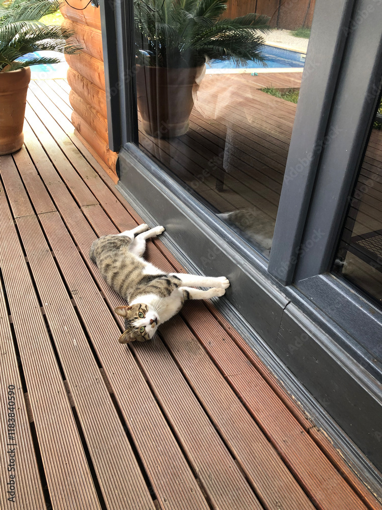 custom made wallpaper toronto digitalcat slepping in bungalow