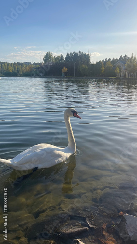 swan on the lake