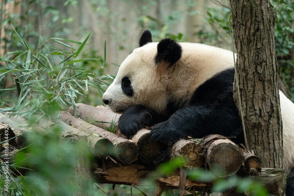 Obraz premium Pandas at Chengdu Panda Base in Sichuan province