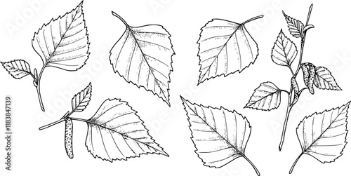 Birch tree leaves sketch ink graphic illustration, draft silhouette drawing, black on white line art. Botanical vintage etching design.
