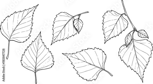 Birch tree leaves sketch ink graphic illustration, draft silhouette drawing, black on white line art. Botanical vintage etching design.
