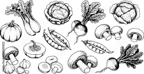Vegetables set hand drawn vintage vector sketch drawing. draft silhouette drawing, black on white line art. Botanical vintage etching design.