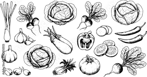 Vegetables set hand drawn vintage vector sketch drawing. draft silhouette drawing, black on white line art. Botanical vintage etching design.