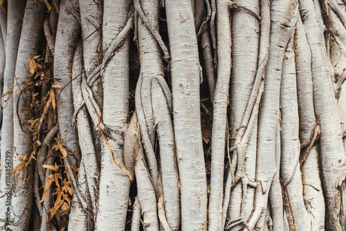 texture of tree