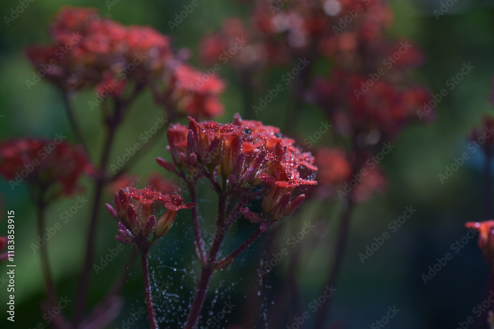Beautiful plants in garden. Close-up of red flower covered in dew drops, surrounded by green leaves and highlighted by soft, natural sunlight. Water drops on red flower petals. Beautiful plants in garden. Close-up of red flower covered in dew drops, surrounded by green leaves and highlighted by soft, natural sunlight. Water drops on red flower petals.