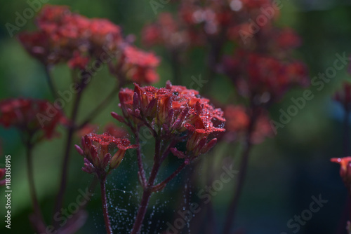 Beautiful plants in garden. Close-up of red flower covered in dew drops, surrounded by green leaves and highlighted by soft, natural sunlight. Water drops on red flower petals.