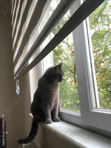 cat on window sill