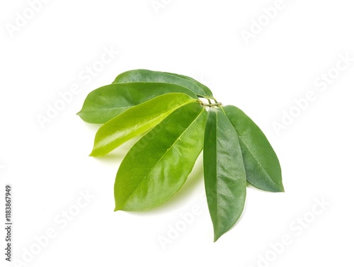 fresh soursop leaves isolated on white background  photo