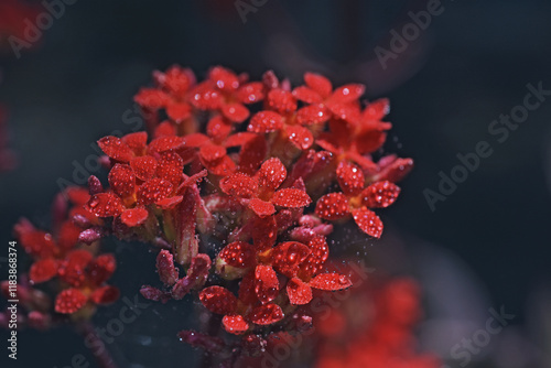 Beautiful plants in garden. Close-up of red flower covered in dew drops, surrounded by green leaves and highlighted by soft, natural sunlight. Water drops on red flower petals.