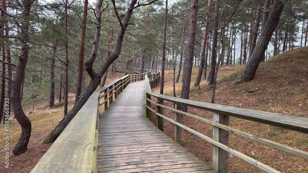 Obraz premium wooden bridge in the forest