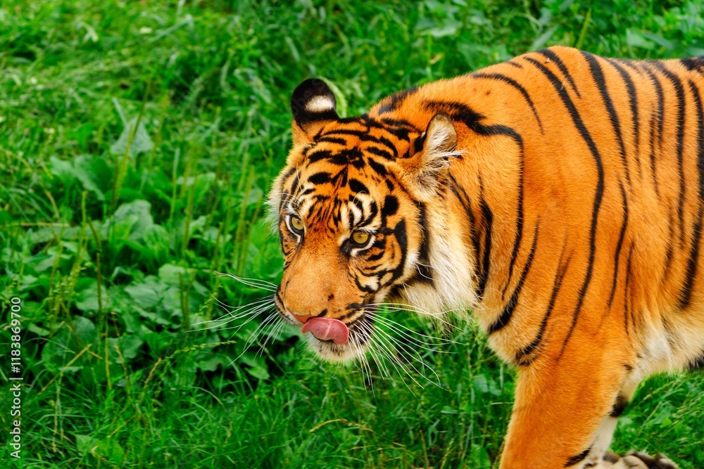 Naklejka premium A stunning close-up of a majestic tiger in its natural habitat, highlighting its vibrant fur and striking black stripes. The tiger s gaze reflects power and grace, embodying wildlife.