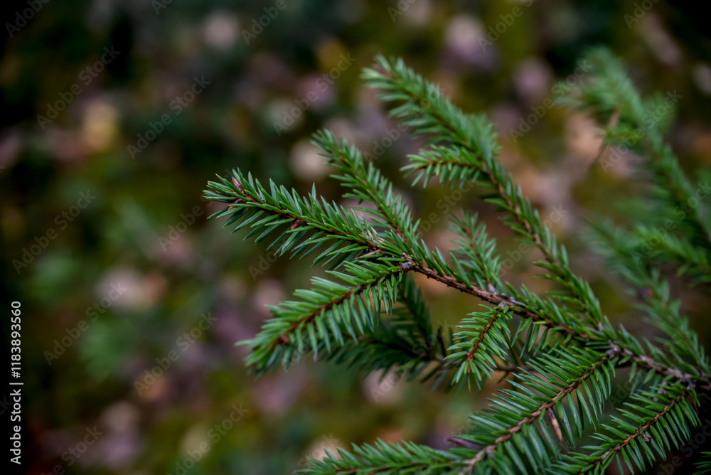 Spruce tree branches in the dark forest Spruce tree branches in the dark forest