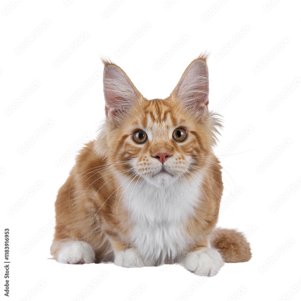 Fototapeta premium Adorable red with white Maine Coon cat, laying down facing front. Looking to camera with sweet expression. Isolated cutout on a transparent background.