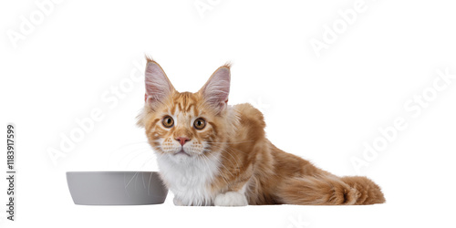 Adorable red with white Maine Coon cat, laying down beside grey food bowl. Looking straight to camera with sweet expression. Isolated cutout on a transparent background. photo