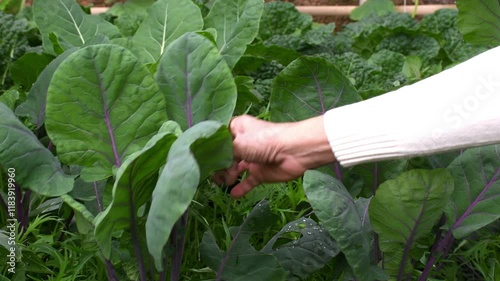 Farmer inspects the organic leaves of Hon Tsai Tai Purple Yu Choy Sum before harvesting.
