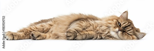 Longhaired cat lying down on white background. photo