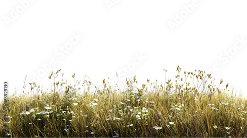 meadow pngel