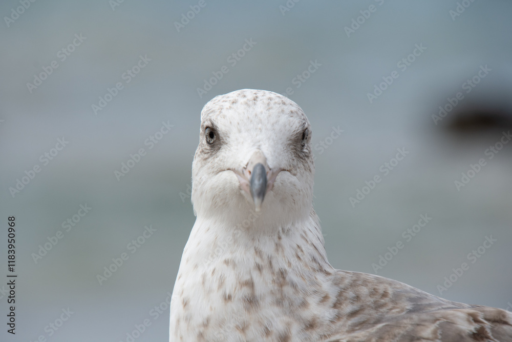 Close-up of a gull in the port of Essaouira in Morocco Close-up of a gull in the port of Essaouira in Morocco