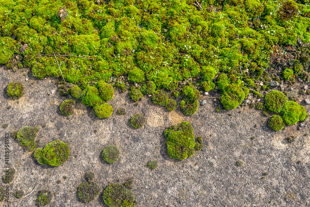 Closeup from above of mosses growing on an old concrete foundation. The photo was taken from above on a sunny autumn day on an abandoned factory site