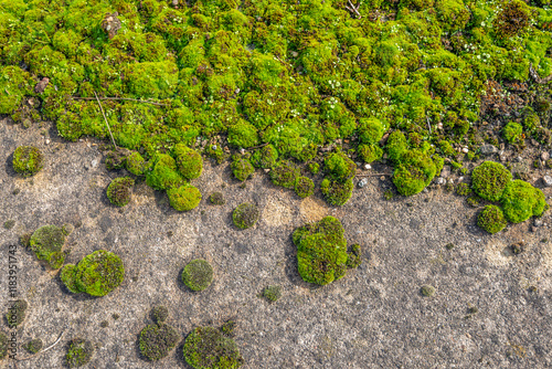Obraz na płótnie Closeup from above of mosses growing on an old concrete foundation. The photo was taken from above on a sunny autumn day on an abandoned factory site w salonie
