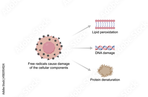 Oxidative stress. Free radicals cause oxidation of the cellular membrane proteins and lipids, and damage of the cellular components. Vector scientific illustration.