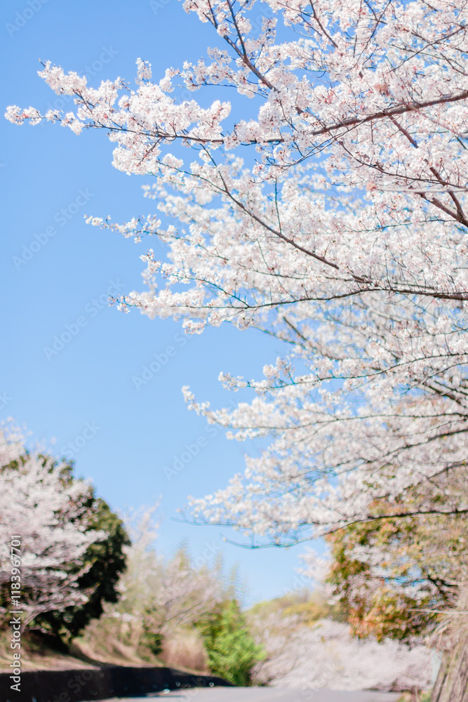 美しい桜並木 美しい桜並木