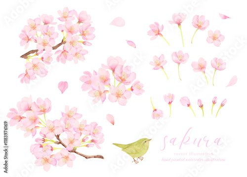 鶯と桜の花のかわいいイラスト素材