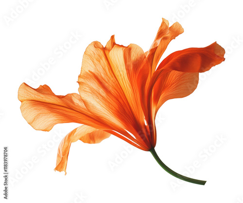 Flying orange flower on nature high fidelity abstract close-up view isolated on transparent background png