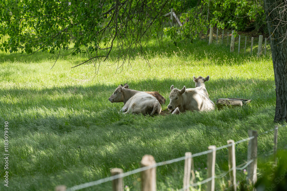 Obraz premium murray grey cow laying down in a field in australia
