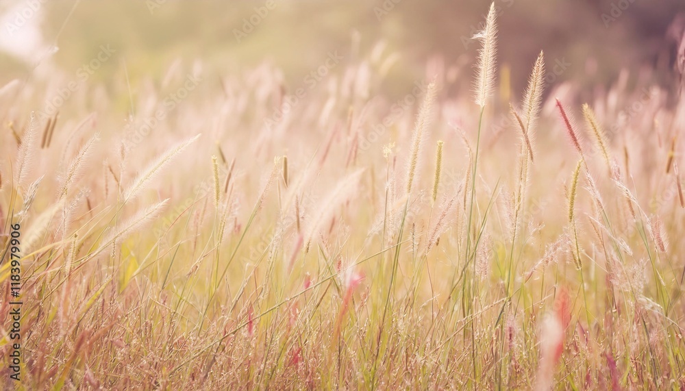 Fototapeta premium Summer Grass Fields