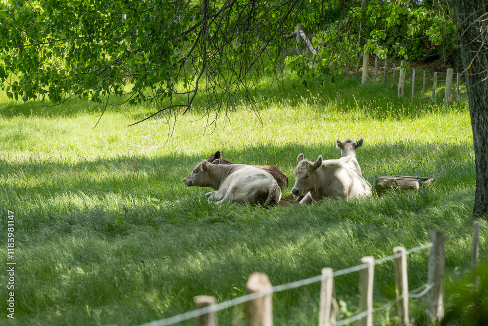 Obraz premium murray grey cow laying down in a field in australia