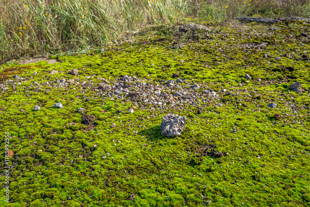 Close-up of concrete stones on an excessively mossy soil. The photo was taken on a sunny autumn day on the edge of an abandoned factory site with remains of rubble on the ground.