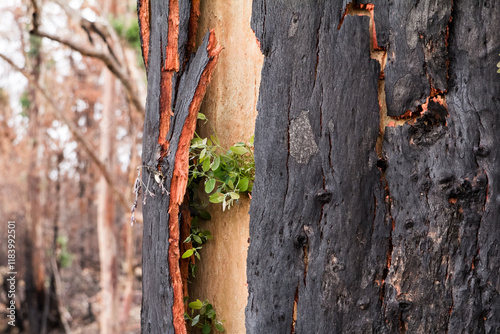 New growth after bushfire photo