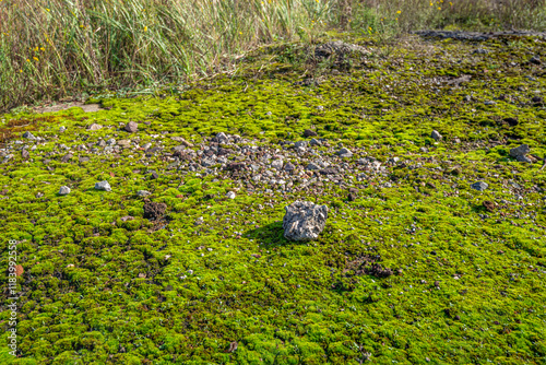 Obraz na płótnie Close-up of concrete stones on an excessively mossy soil. The photo was taken on a sunny autumn day on the edge of an abandoned factory site with remains of rubble on the ground. w salonie
