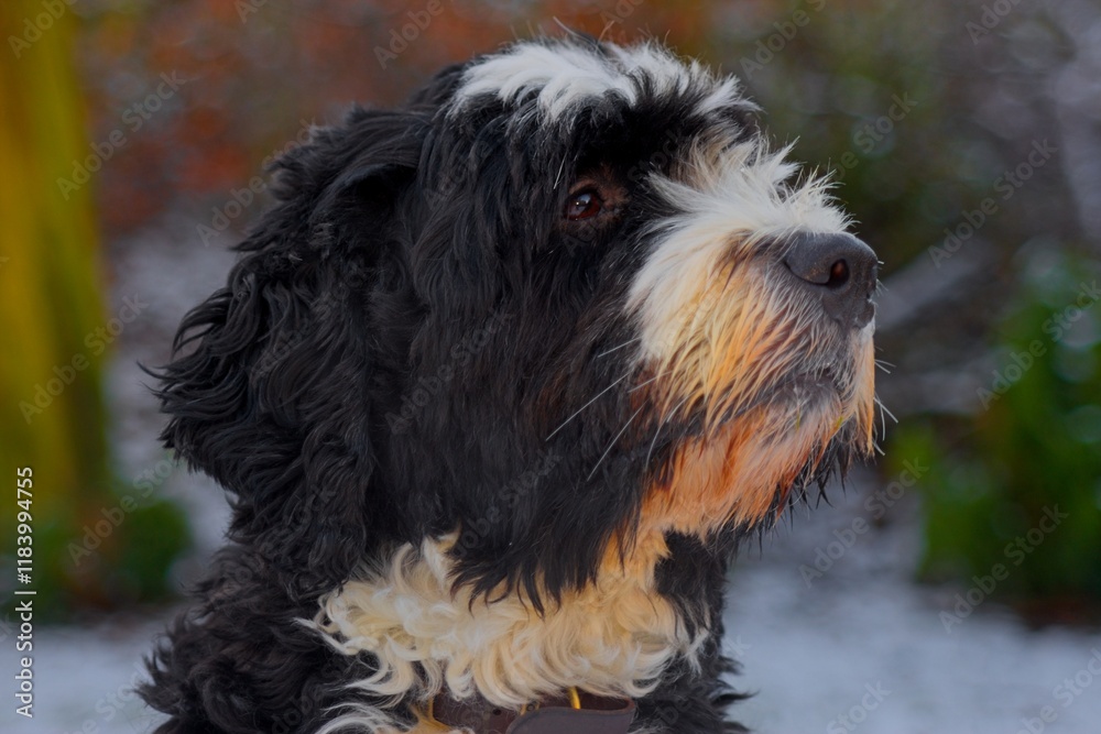 a Bernedoodle, a crossbreed between a Bernese Mountain Dog and a Poodle, standing on snowy ground. The dog has a fluffy, curly coat and is looking directly at the camera with a playful expression a Bernedoodle, a crossbreed between a Bernese Mountain Dog and a Poodle, standing on snowy ground. The dog has a fluffy, curly coat and is looking directly at the camera with a playful expression