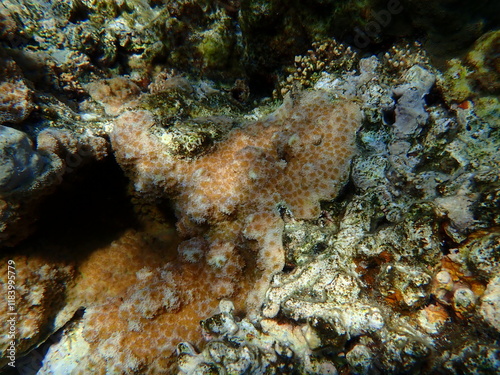 Hedgehog coral (Echinopora hirsutissima) undersea, Red Sea, Egypt, Sharm El Sheikh, Montazah Bay photo