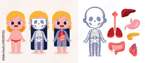 Child Anatomy Illustration with Skeleton and Organs