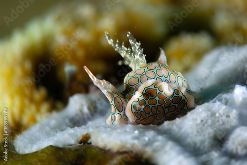 Psychedelic batwing slug (Sagaminopteron psychedelicum). Photo was taken in the island Romblon, Philippines photo