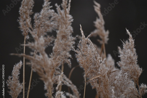 reeds in the snow photo