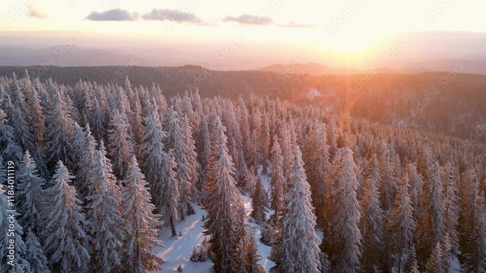 Snow-covered forest at sunrise with golden light, frosted trees, and a serene winter landscape on the horizon Snow-covered forest at sunrise with golden light, frosted trees, and a serene winter landscape on the horizon