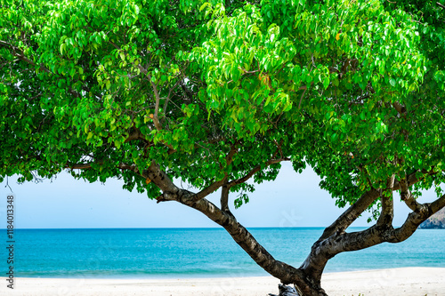 Tree is on the beach with the ocean in the background photo