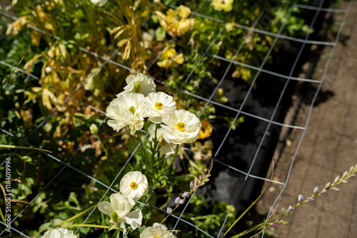 Fototapeta Naklejka Na Ścianę i Meble -  open community garden growing flowers and vegetables with families and children exploring nature in australia