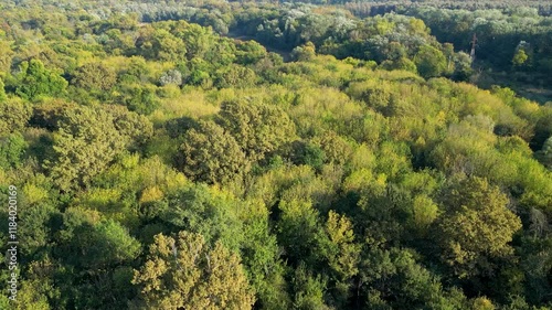 Lush green forest canopy with dense trees under sunlight, aerial view showcasing vibrant natural foliage and serene woodland atmosphere