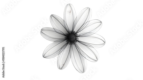 daisy outline png
