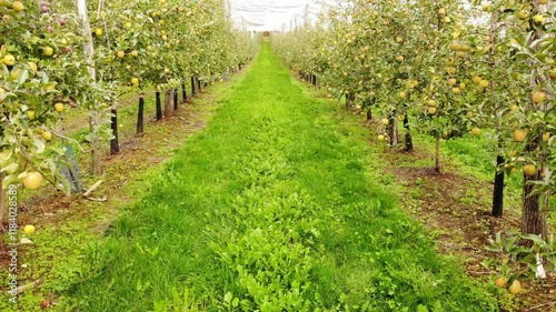 Rows of Golden Delicious apple trees in orchard, France. Ripe apples ready to pick at harvest time.
