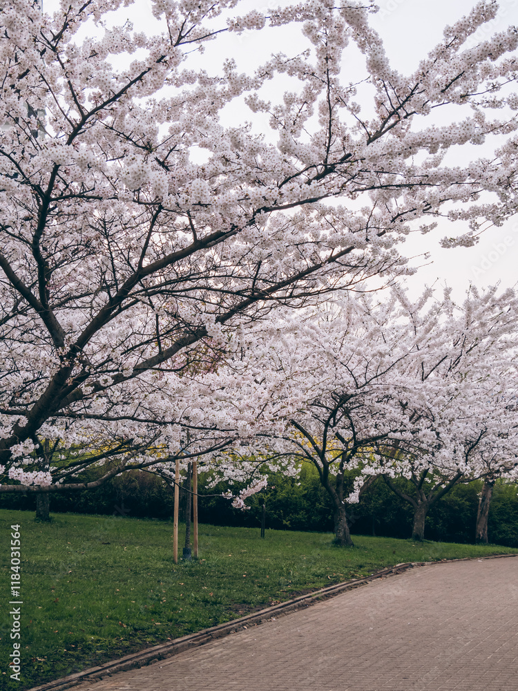 Park of blooming white sakura Park of blooming white sakura