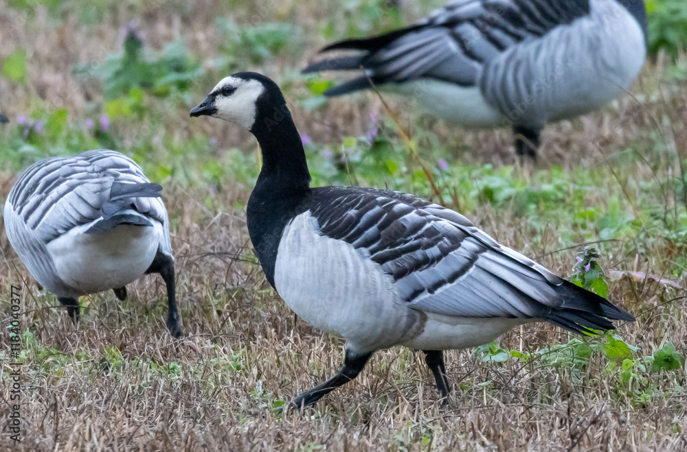 Barnacle Goose (Branta leucopsis) at southern Oland island, Sweden. Barnacle Goose (Branta leucopsis) at southern Oland island, Sweden.