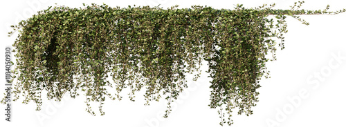 Vine, Ivy, Climbing Plant, Wall Plant, Edge Plant